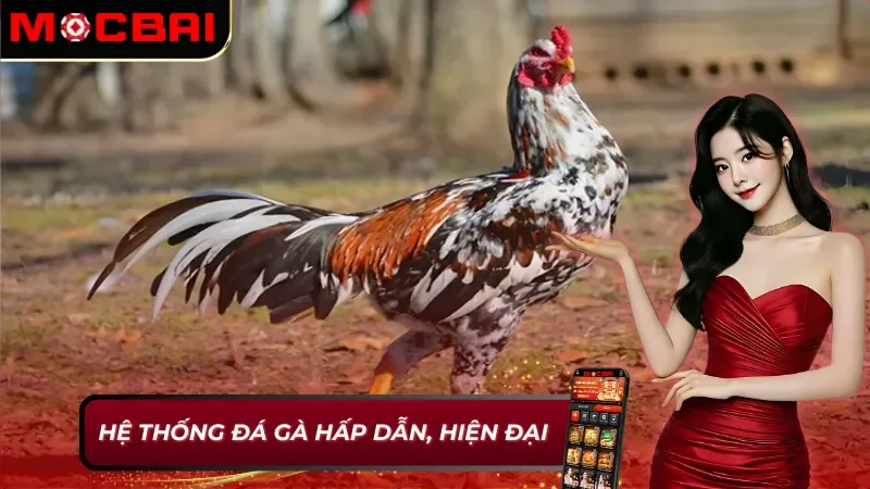 AOG Đá gà Mocbai cung cấp sản phẩm đá gà đỉnh cao