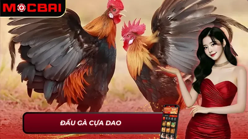 Đấu gà cựa dao - AOG Đá Gà Mocbai