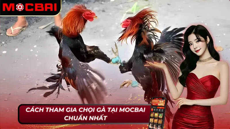 Các bước tham gia đá gà tại Mocbai