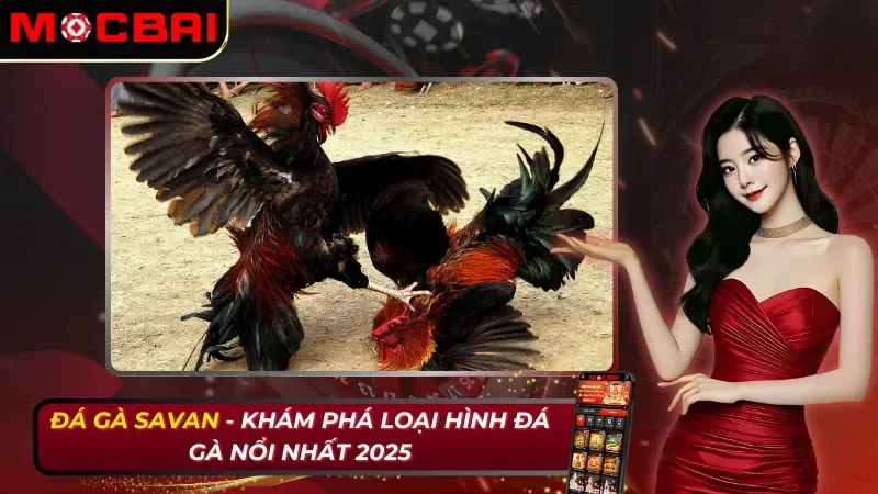 Đá Gà Savan - Khám Phá Loại Hình Đá Gà Nổi Nhất 2026 27 Đá Gà Savan