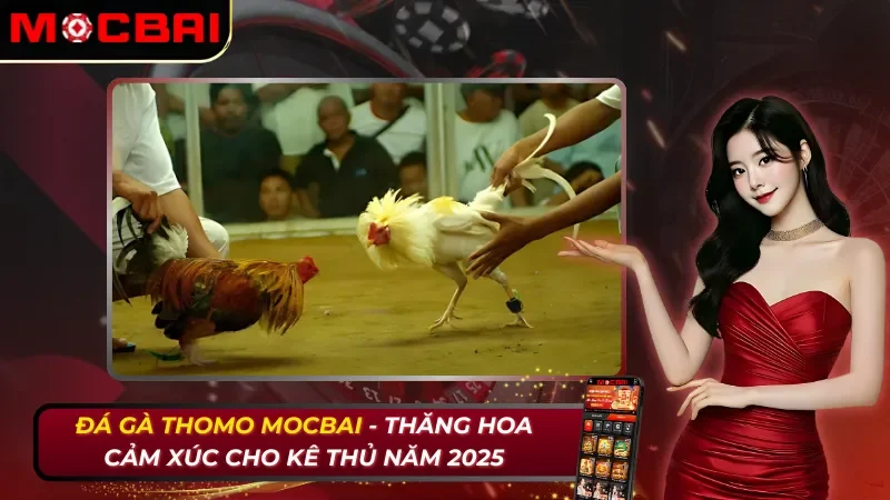 Đá Gà Thomo - Thăng Hoa Cảm Xúc Cho Kê Thủ Mocbai 2026 31 Đá Gà Thomo